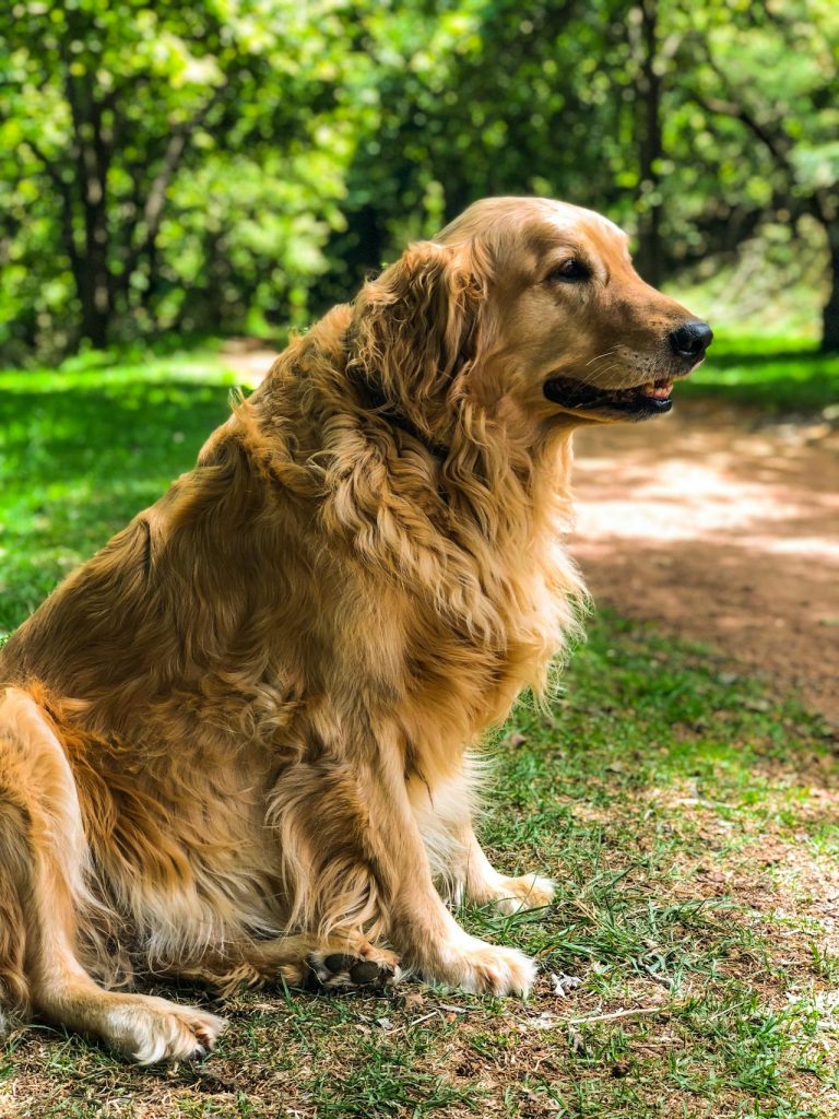 Golden Retrieveren